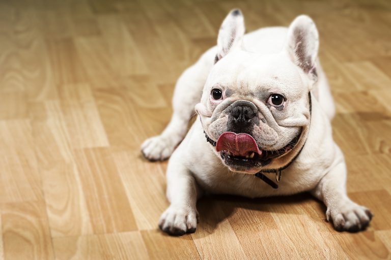 french bulldog