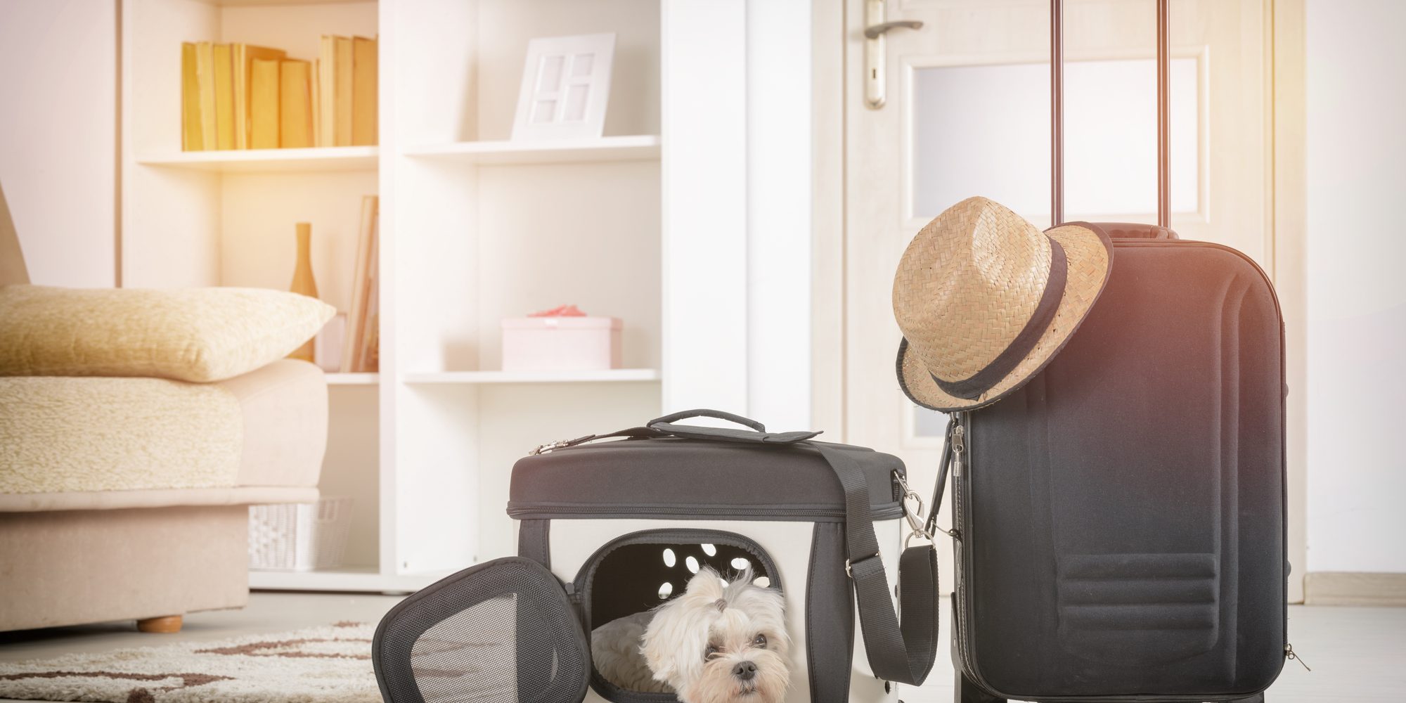 Dog sitting in his transporter