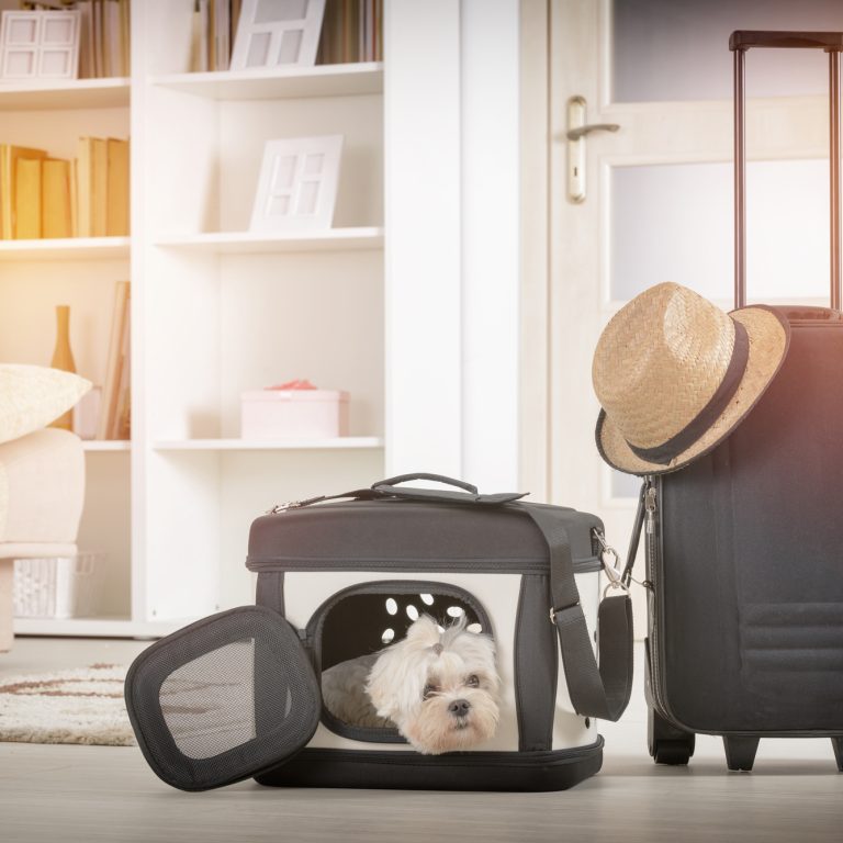 Dog sitting in his transporter