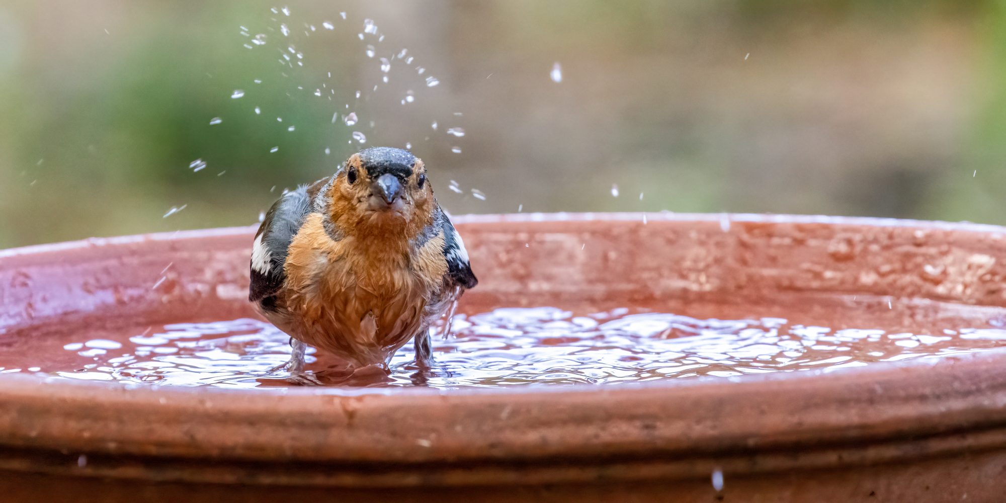 bird baths