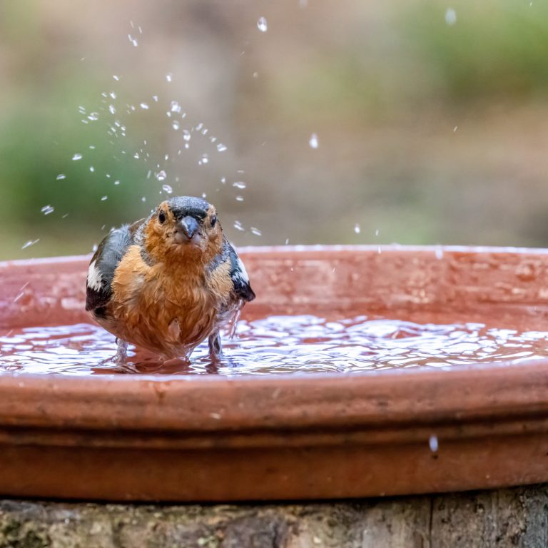 bird baths